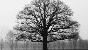 The-_Oak-Tree_-That-Wasnt