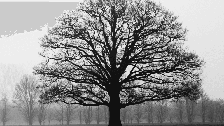 The-_Oak-Tree_-That-Wasnt